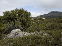 E, Malaga, El Burgo, Sierra de las Nieves 9, Saxifraga-Jan van der Straaten